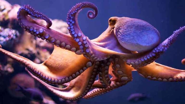 An-Autobiography-of-an-Octopus