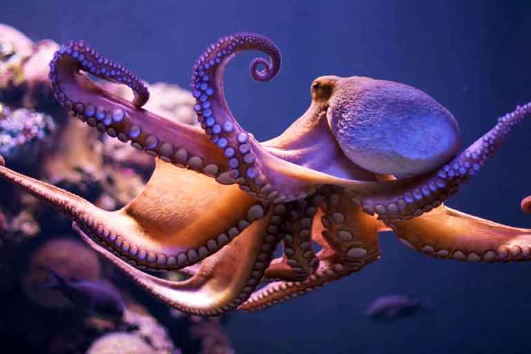 An-Autobiography-of-an-Octopus